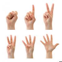 Почему у человека пять пальцев, а не, скажем, четыре или шесть