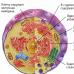 Великий симбиоз: происхождение эукариотной клетки Биологическое разнообразие, его роль в сохранении устойчивости биосферы